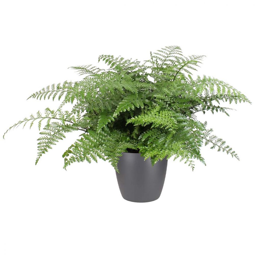 Asplenium Parvati Plant Price in Dubai, UAE