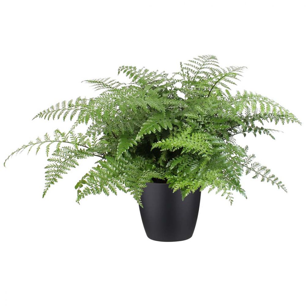 Asplenium Parvati Plant Price in Dubai, UAE