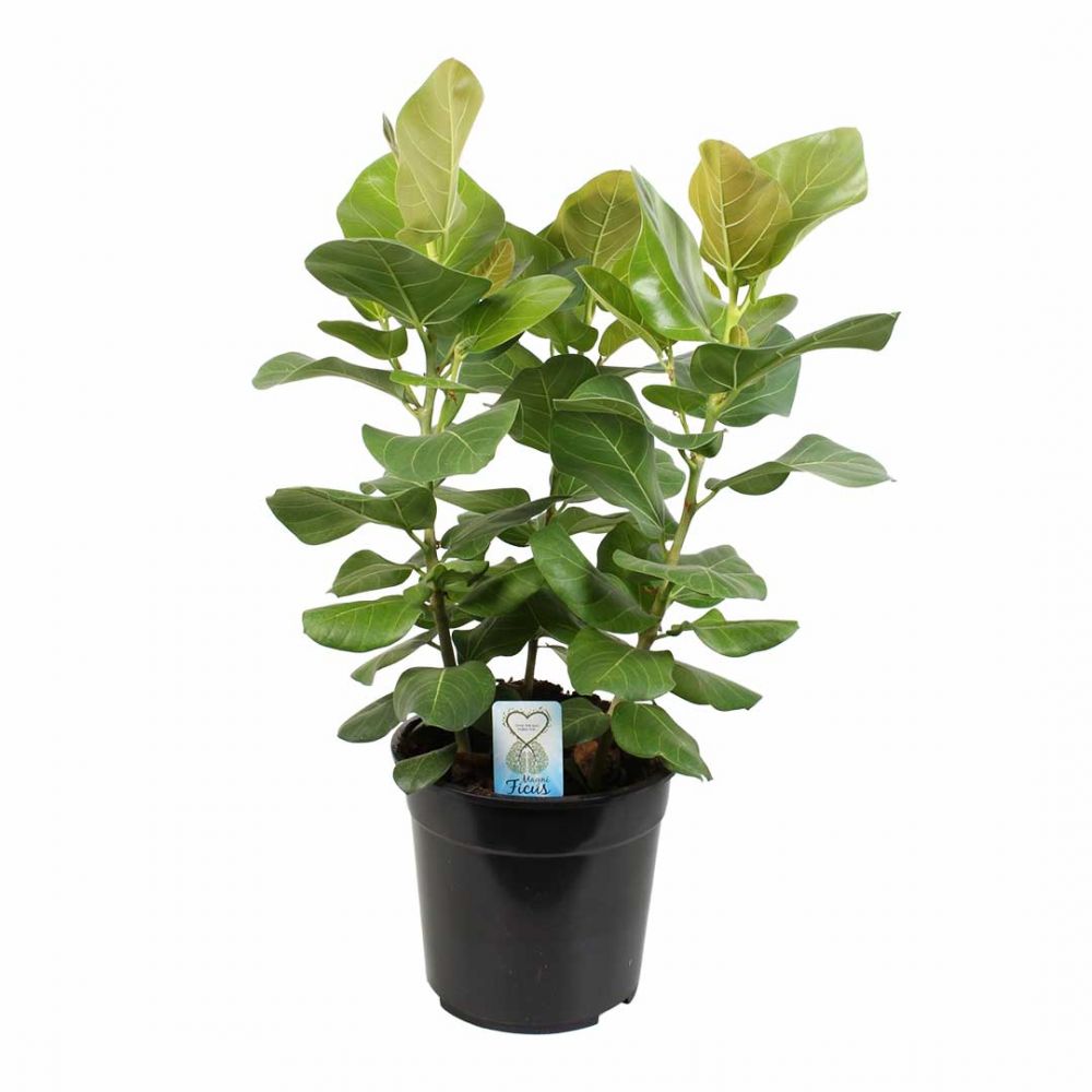 Ficus Benghalensis Sunshine Plant Price in Dubai, UAE