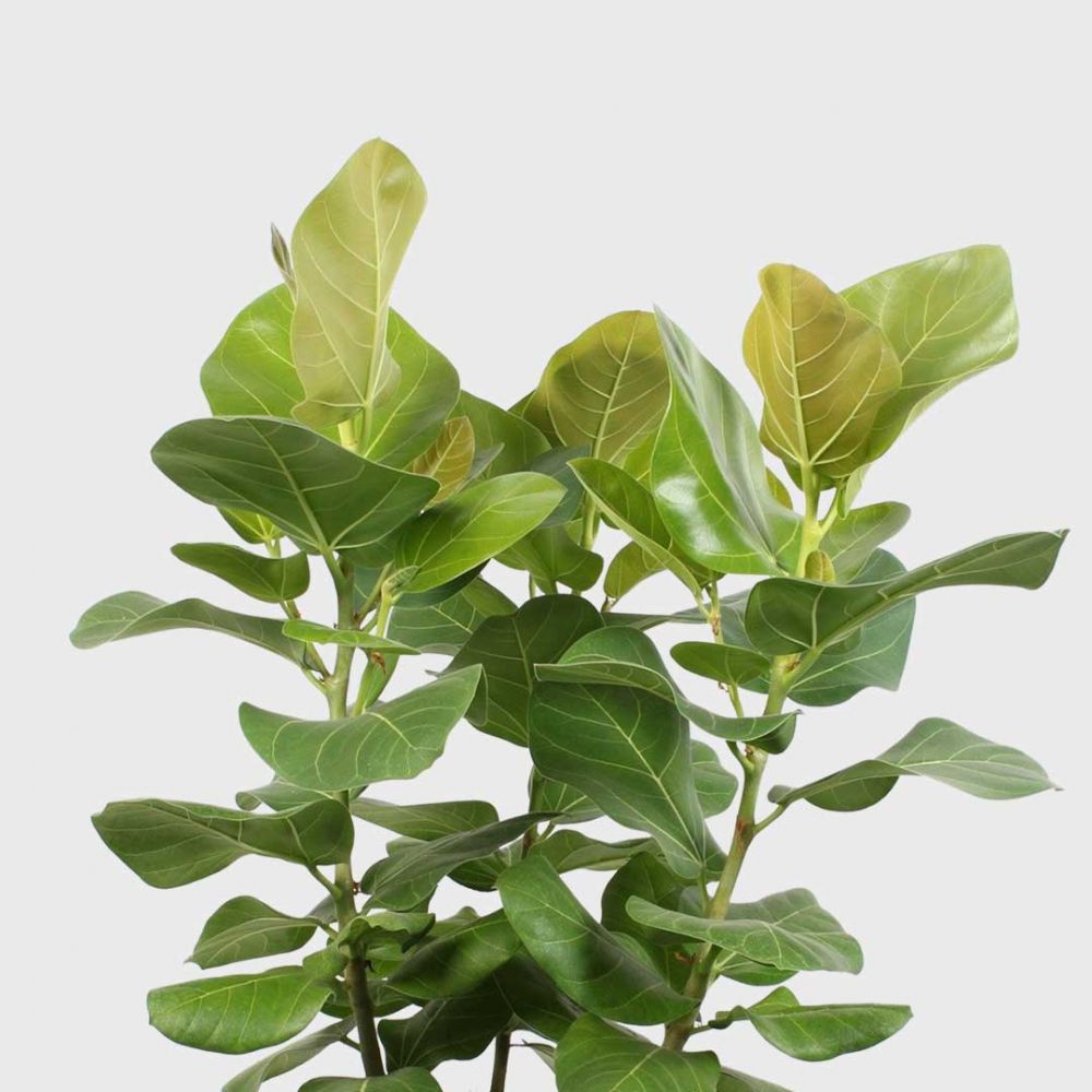Ficus Benghalensis Sunshine Plant Price in Dubai, UAE - Image 2