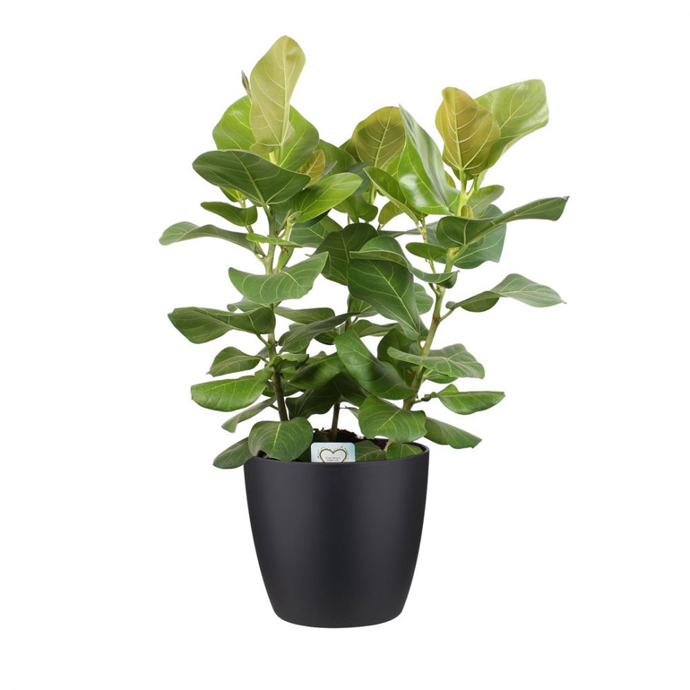 Ficus Benghalensis Sunshine Plant Price in Dubai, UAE