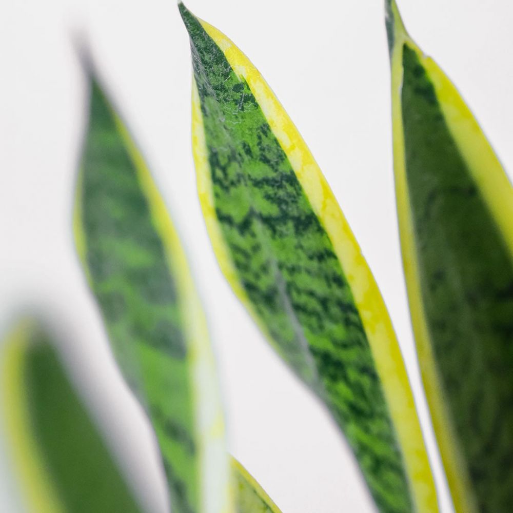 Sansevieria Laurentii Plant Price in Dubai, UAE - Image 2