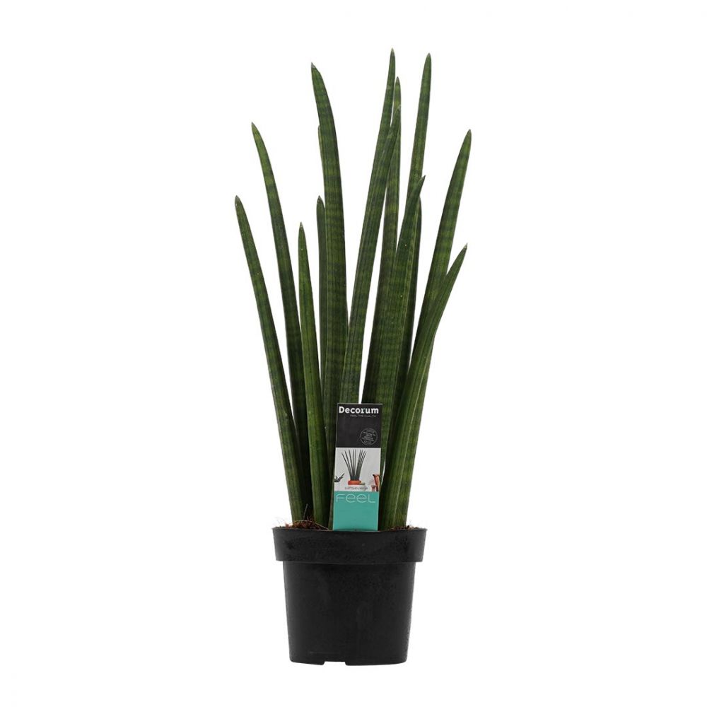 Sansevieria Cylindrica rocket Plant Price in Dubai, UAE