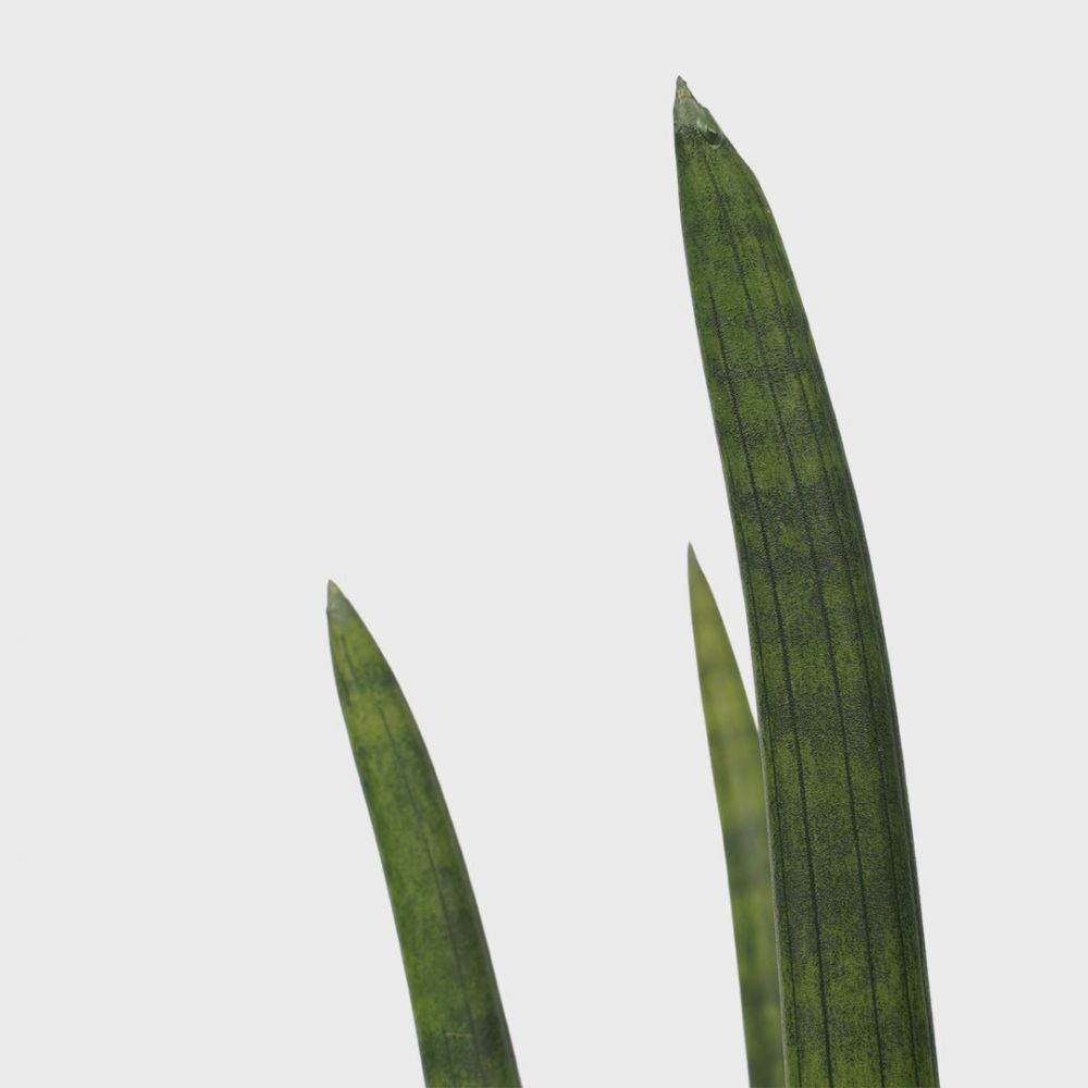 Sansevieria Cylindrica rocket Plant Price in Dubai, UAE - Image 2