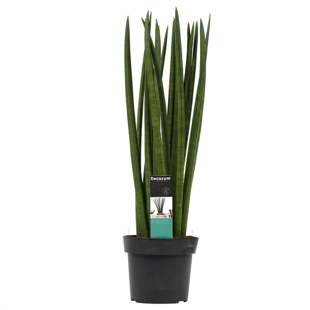 Sansevieria Cylindrica Spaghetti Plant Price in Dubai, UAE
