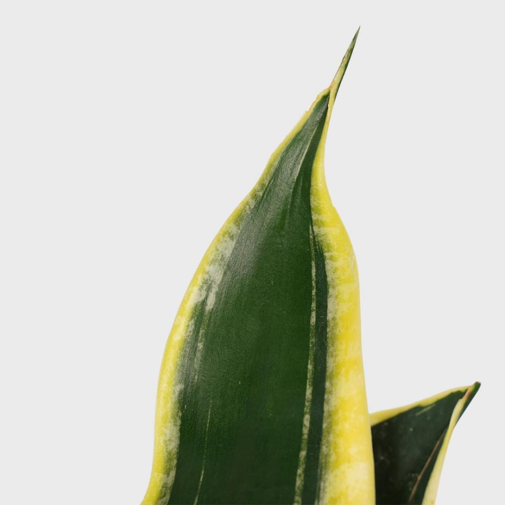 Sansevieria Night Shade Plant Price in Dubai, UAE - Image 2