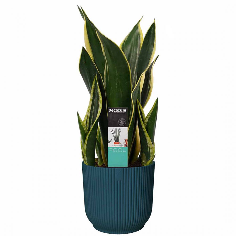 Sansevieria Night Shade Plant Price in Dubai, UAE