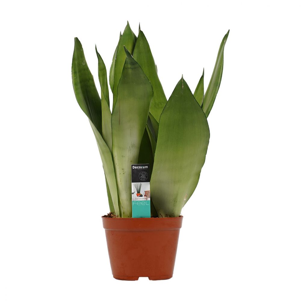 Sansevieria Moonshine Plant Price in Dubai, UAE