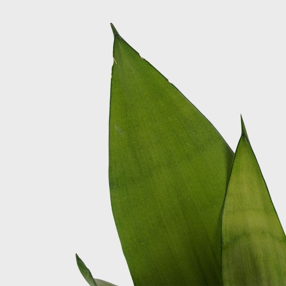 Sansevieria Moonshine Plant Price in Dubai, UAE - Image 2