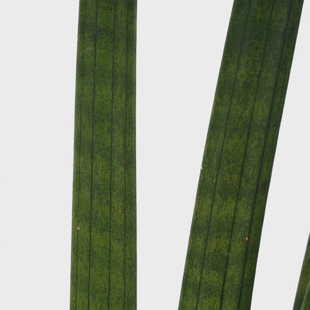 Sansevieria Cylindrica Plant Price in Dubai, UAE - Image 2