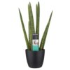 Sansevieria Cylindrica Plant Price in Dubai, UAE