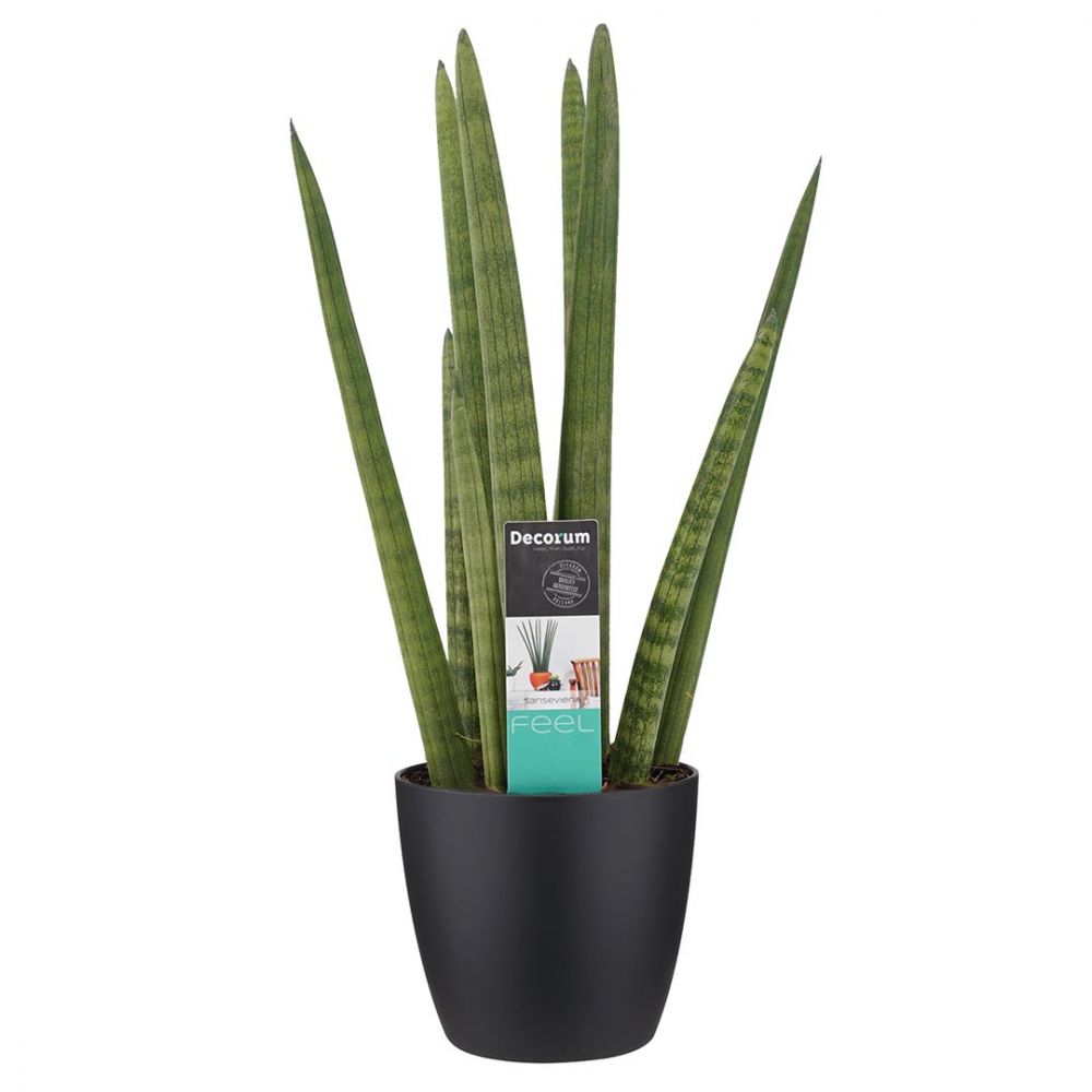 Sansevieria Cylindrica Plant Price in Dubai ,UAE