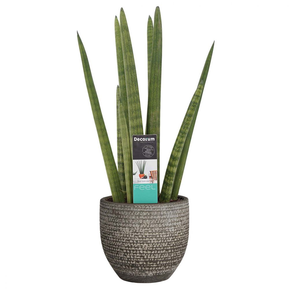 Sansevieria Cylindrica Plant Price in Dubai, UAE