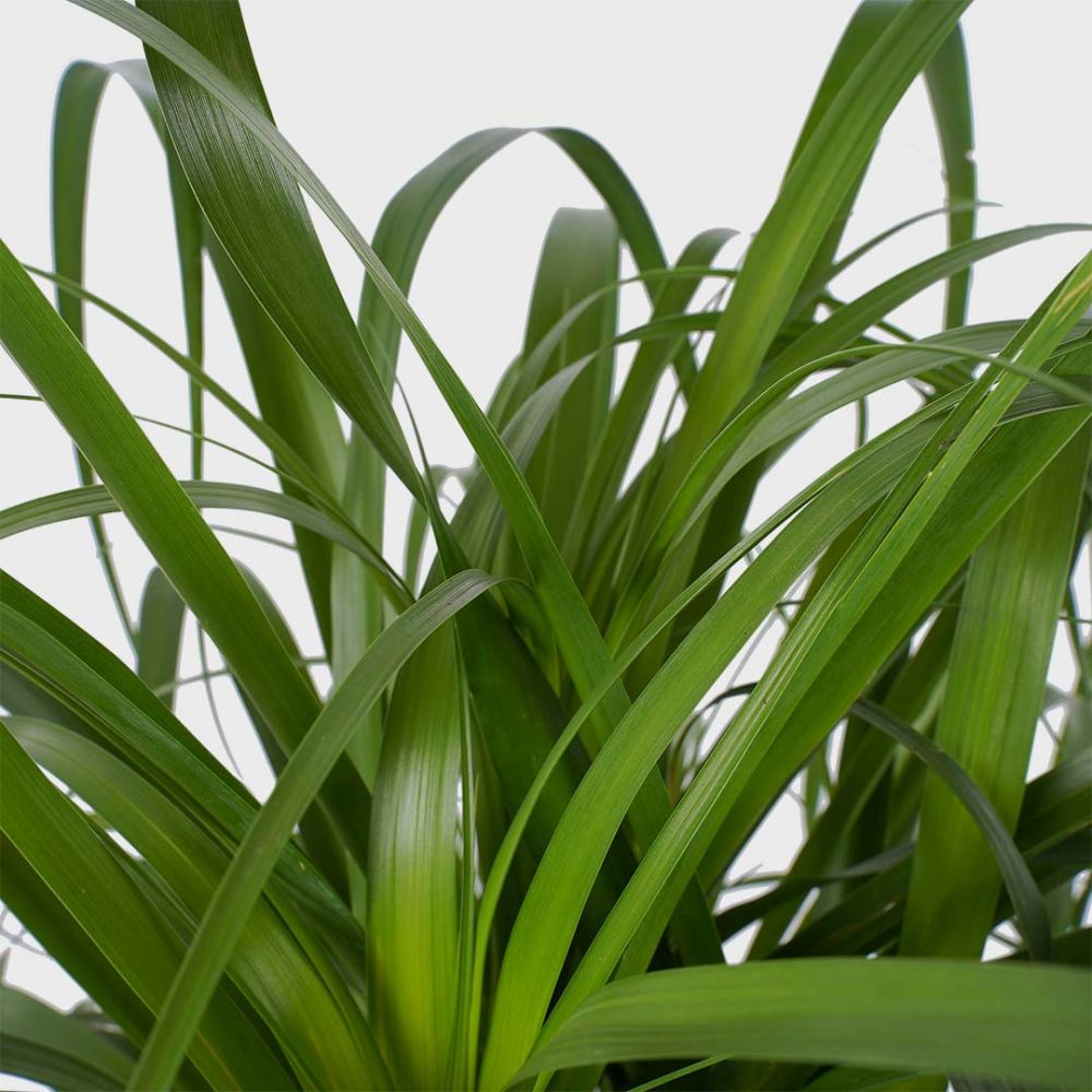 Beaucarnea recurvata Plant Price in Dubai, UAE - Image 2