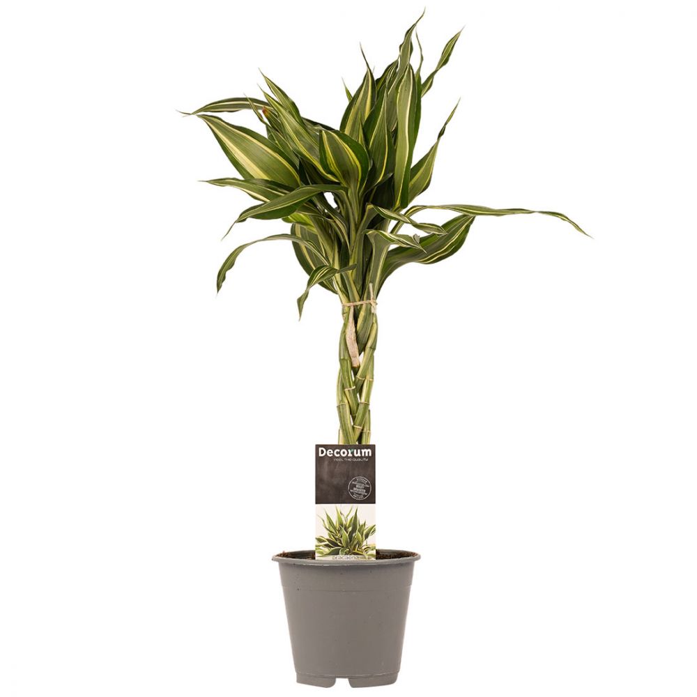 Dracaena Sanderiana Victory Plant Price in Dubai, UAE