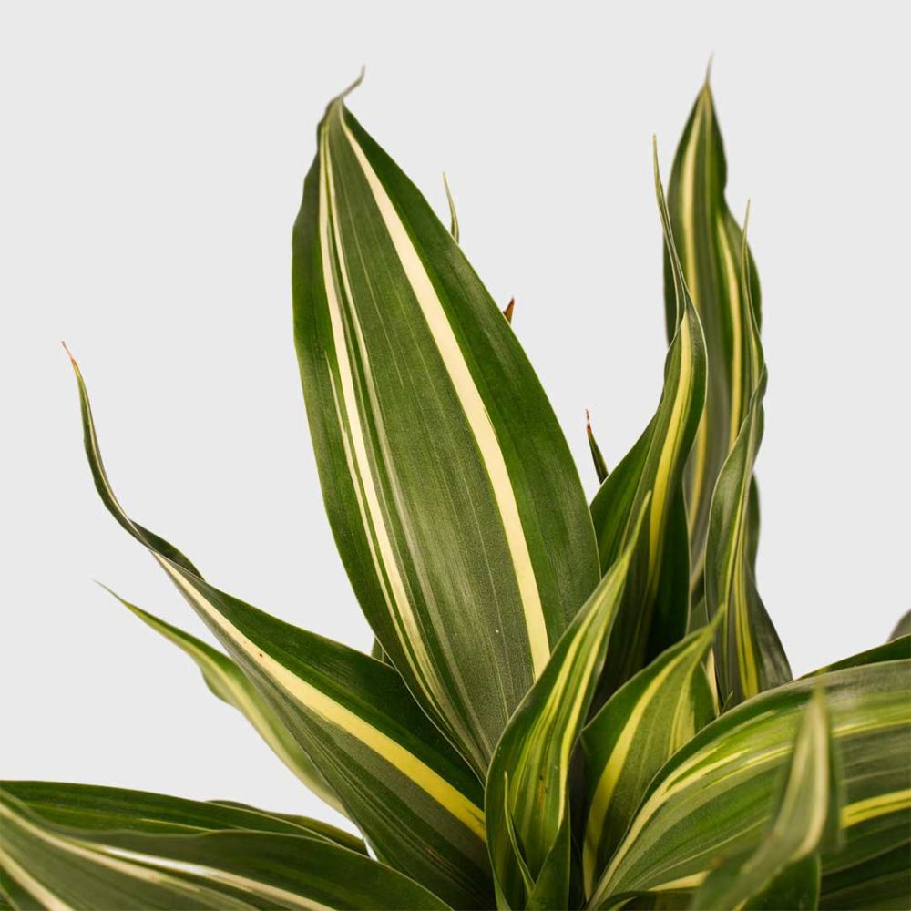 Dracaena Sanderiana Victory Plant Price in Dubai, UAE - Image 2
