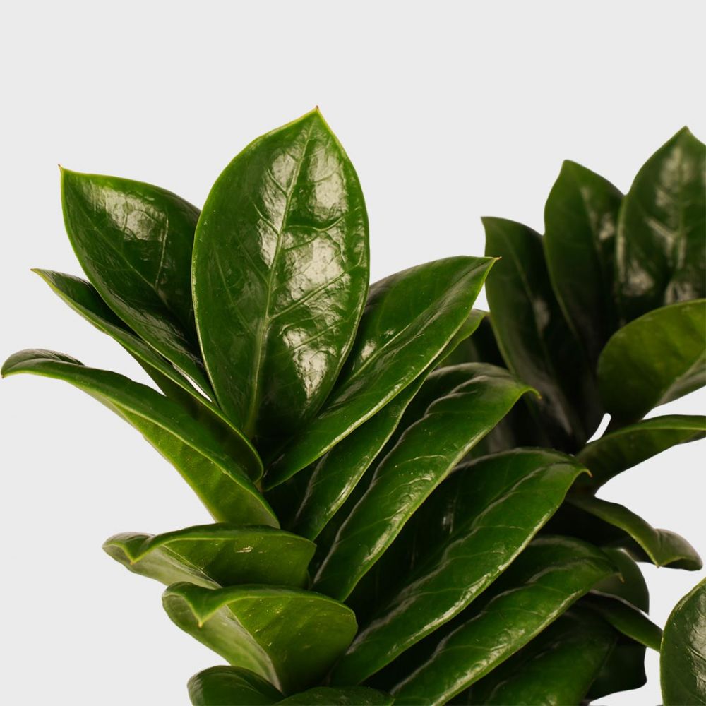 Zamioculcas Zamiifolia Zenzi Plant Price in Dubai, UAE - Image 2