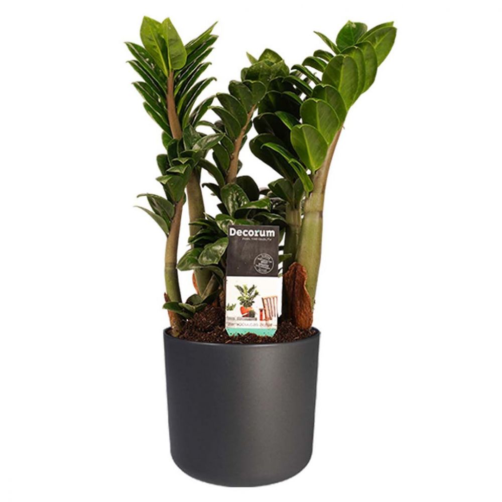 Zamioculcas Zamiifolia Zenzi Plant Price in Dubai, UAE
