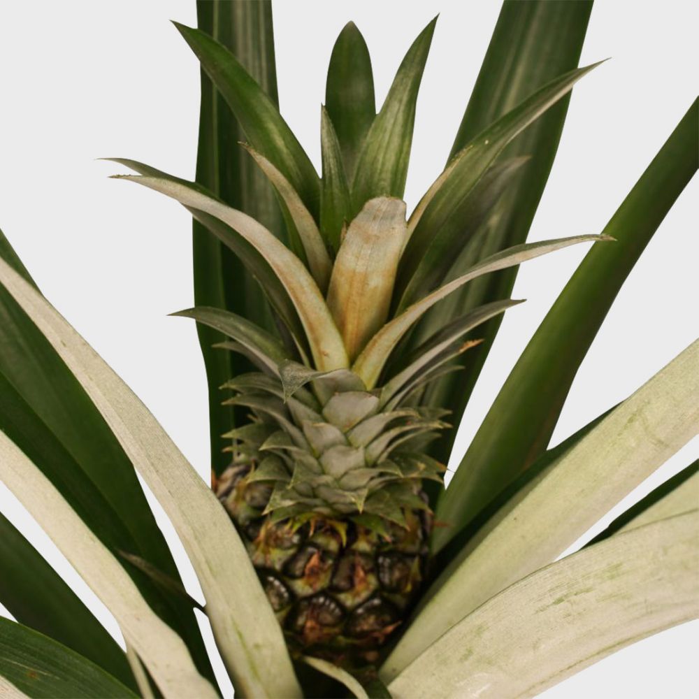 Pineapple plant Price in Dubai, UAE - Image 2