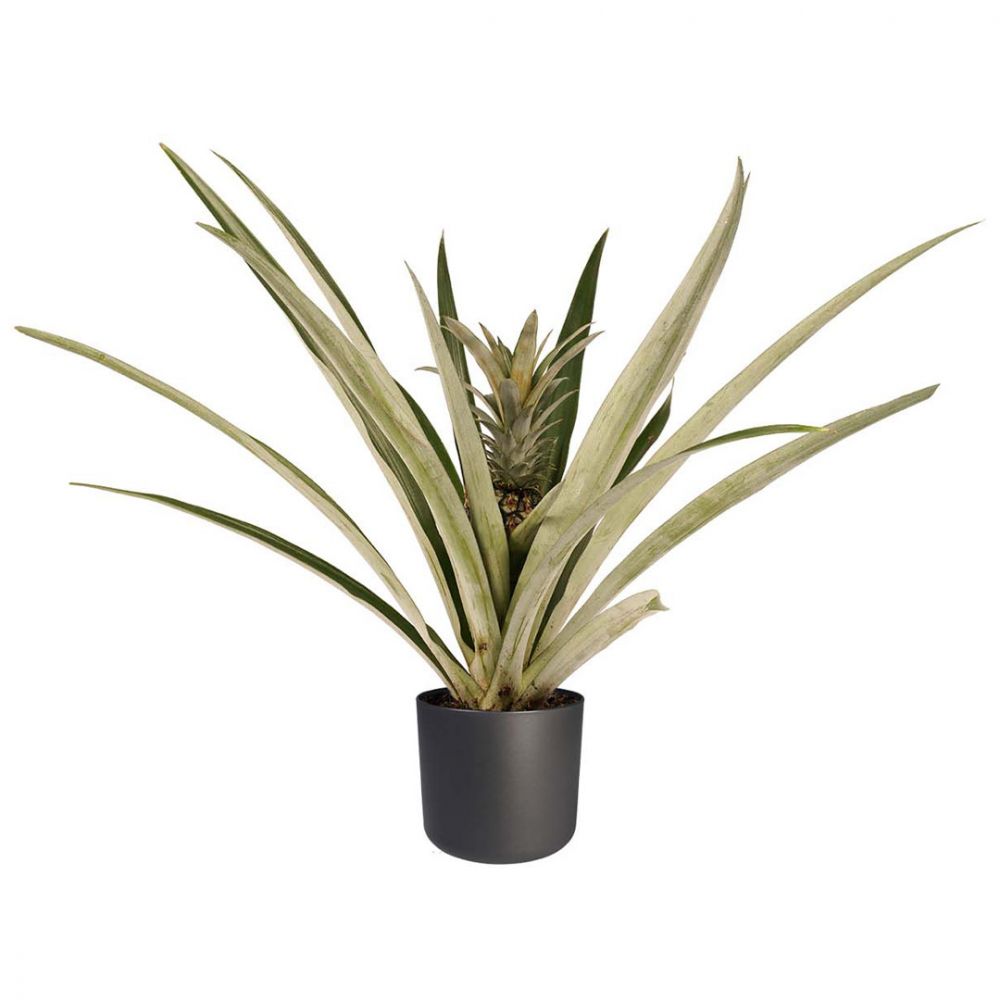Pineapple plant Price in Dubai, UAE
