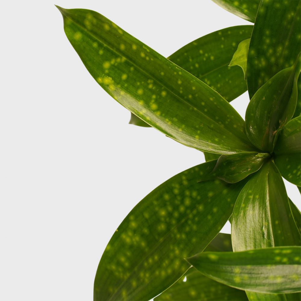 Dracaena Surculosa Plant Price in Dubai, UAE - Image 2