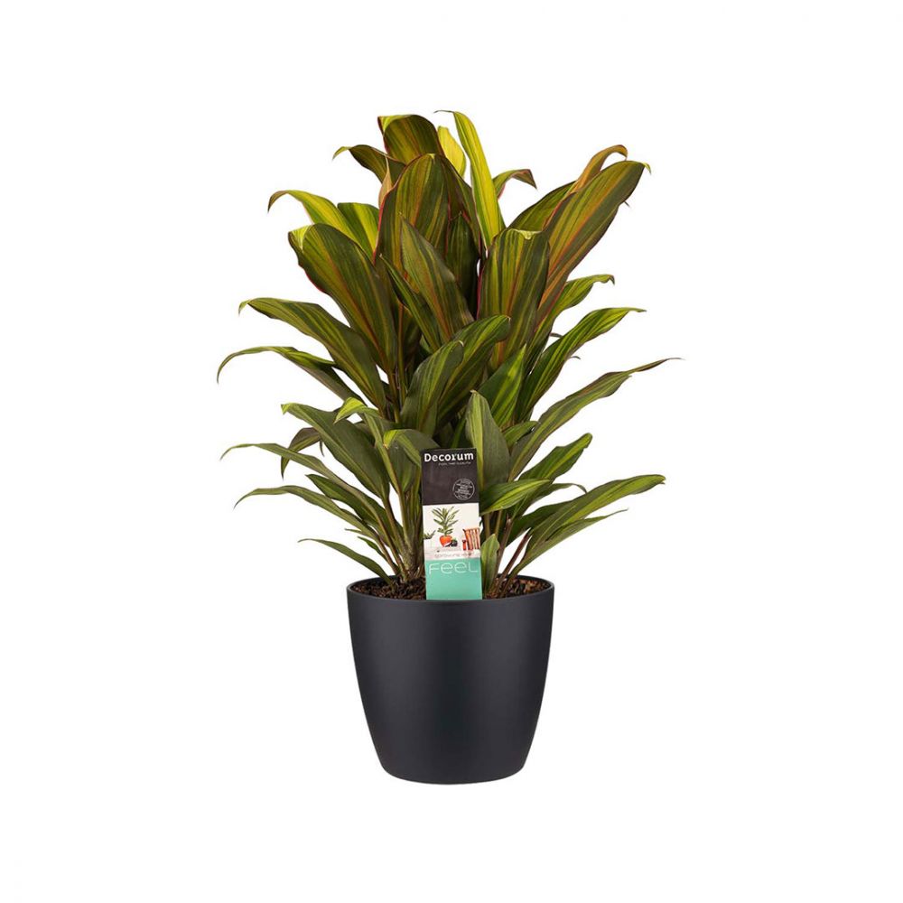 Cordyline Kiwi Plant Price in Dubai, UAE