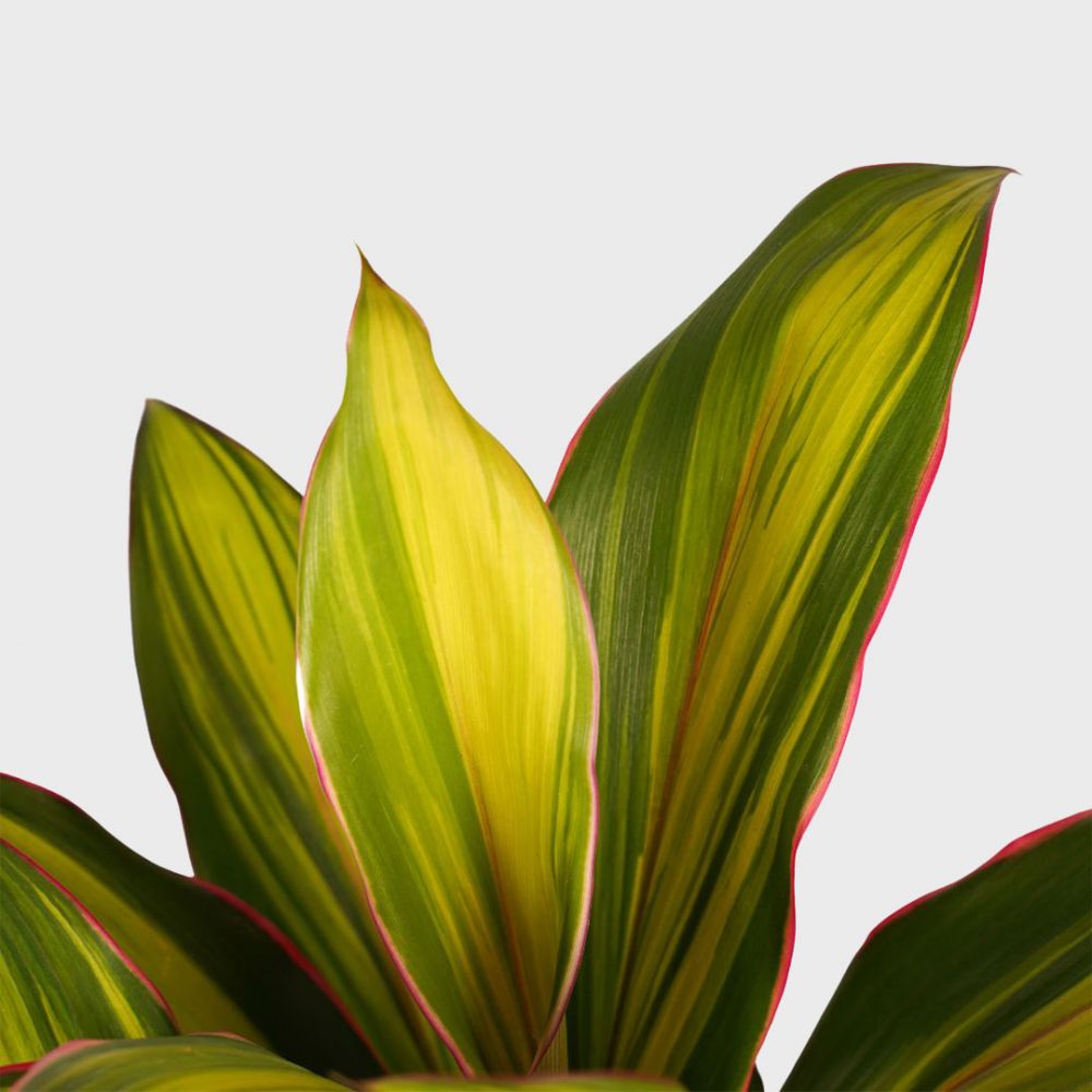 Cordyline Kiwi Plant Price in Dubai, UAE - Image 2
