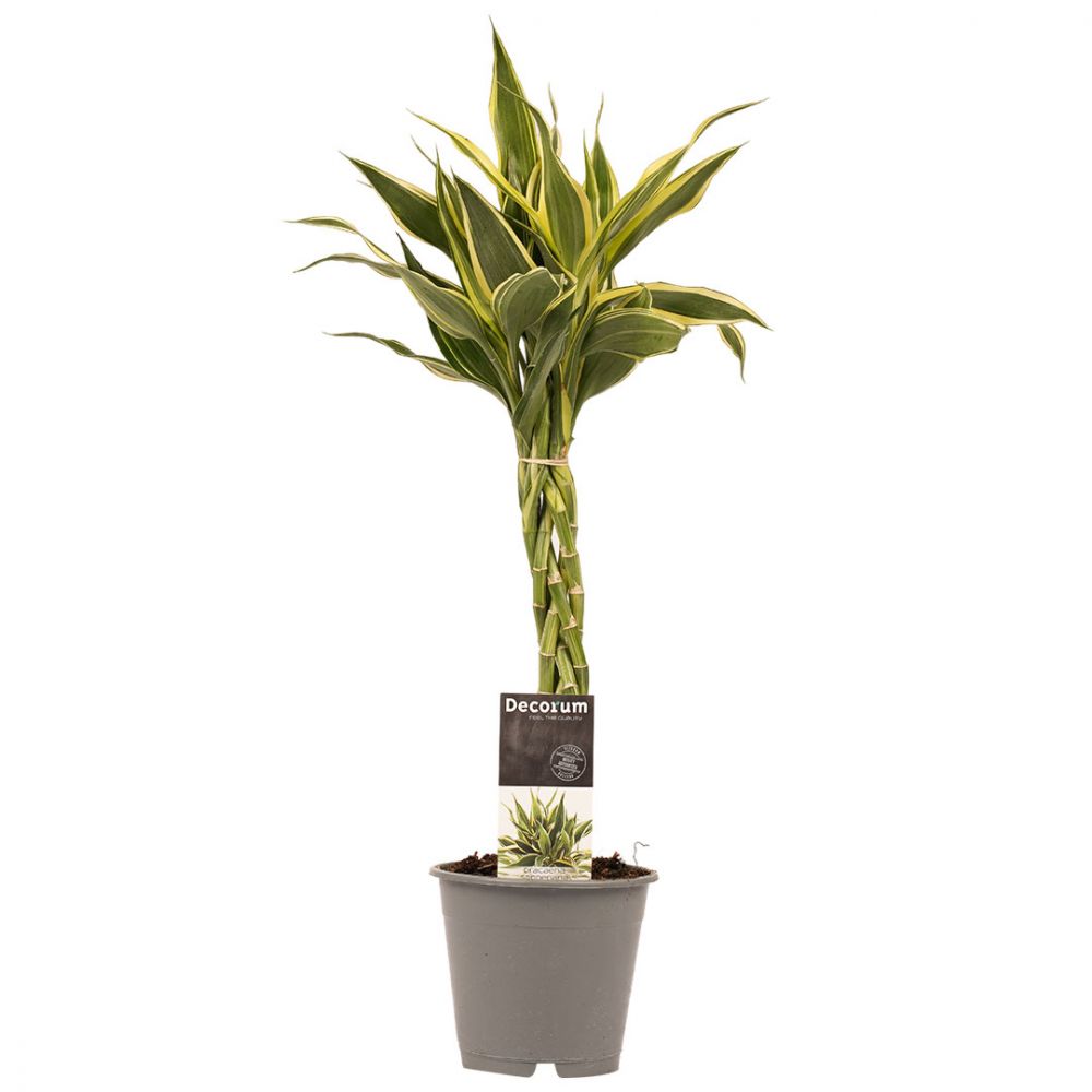 Dracaena Sanderiana White Plant Price in Dubai, UAE
