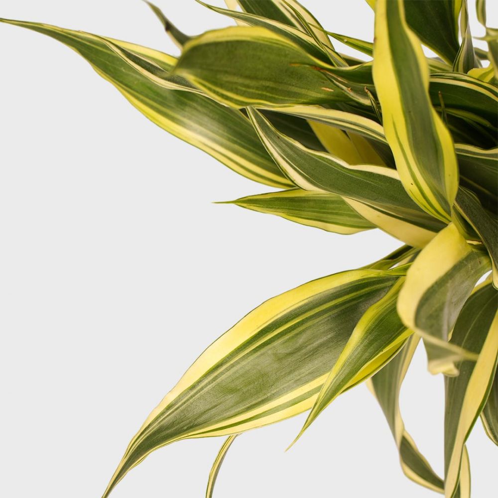 Dracaena Sanderiana White Plant Price in Dubai, UAE - Image 2