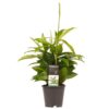 Dracaena Surculosa Plant Price in Dubai, UAE