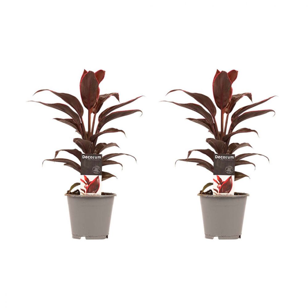 Cordyline Mambo duo Plant Price in Dubai, UAE