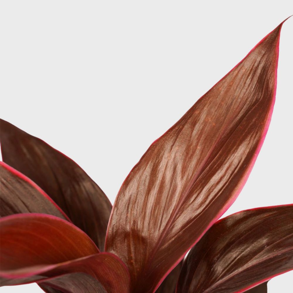 Cordyline Mambo duo Plant Price in Dubai, UAE - Image 2