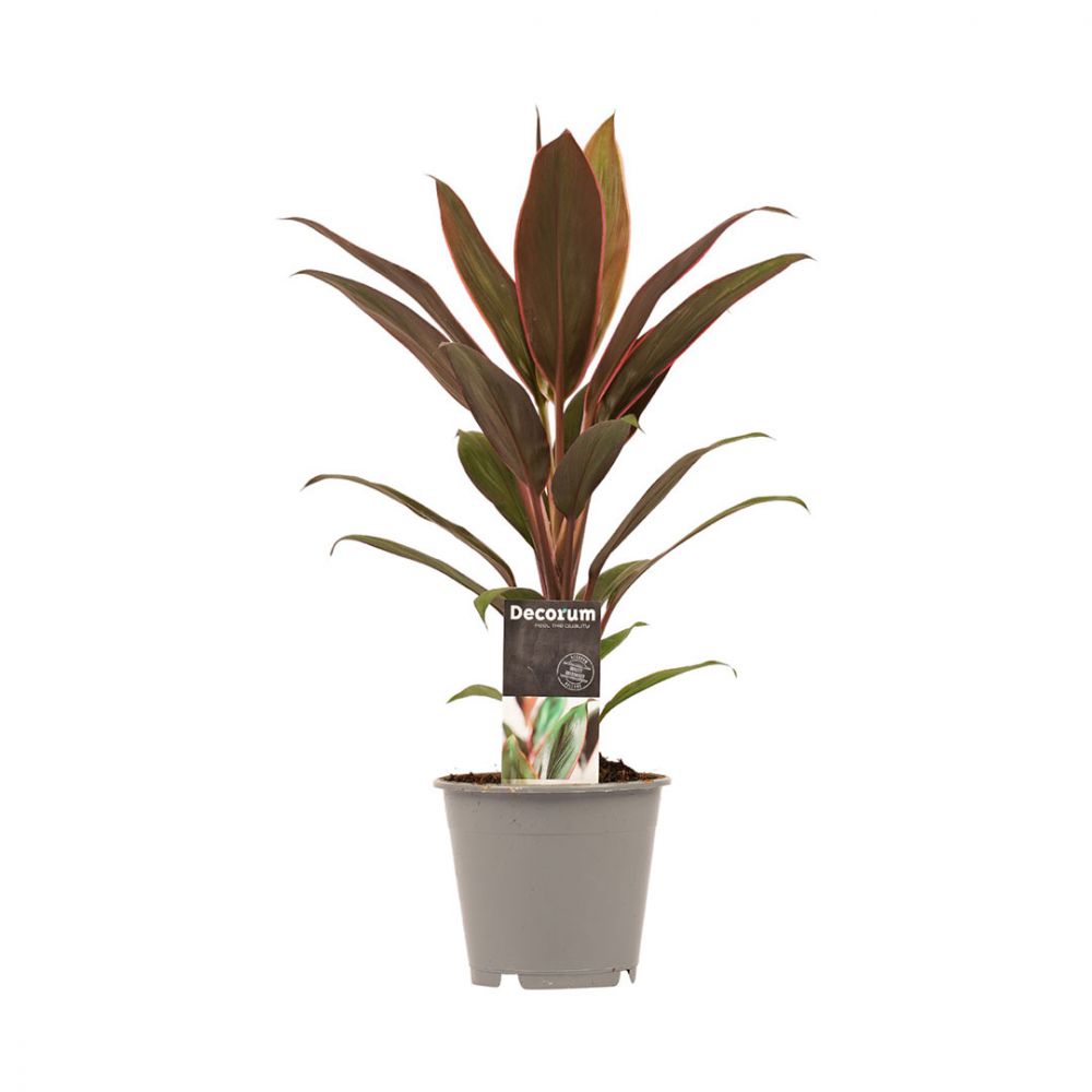 Cordyline Rumba Plant Price in Dubai, UAE