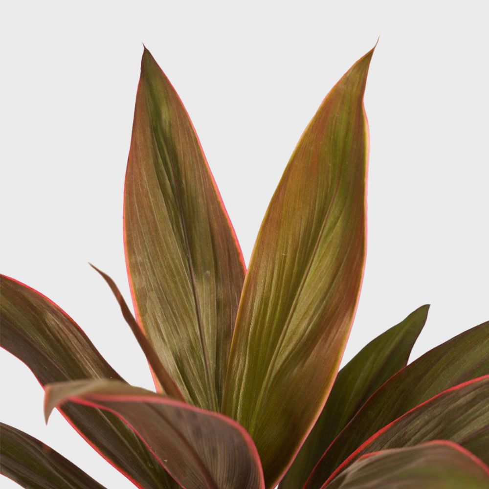 Cordyline Rumba Plant Price in Dubai, UAE - Image 2