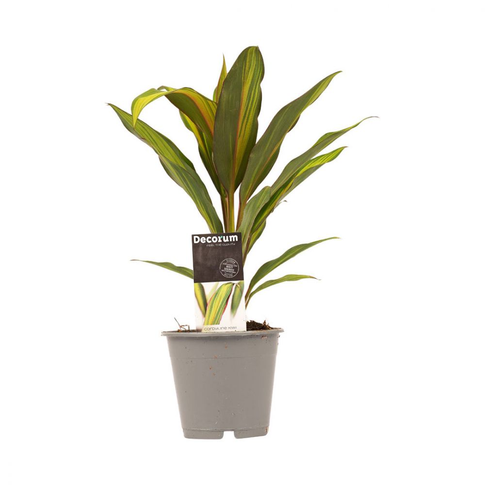 Cordyline Kiwi Plant Price in Dubai, UAE