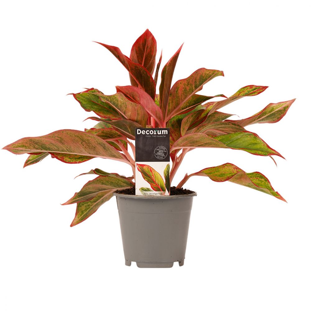 Aglaonema Crete Plant Price in Dubai, UAE