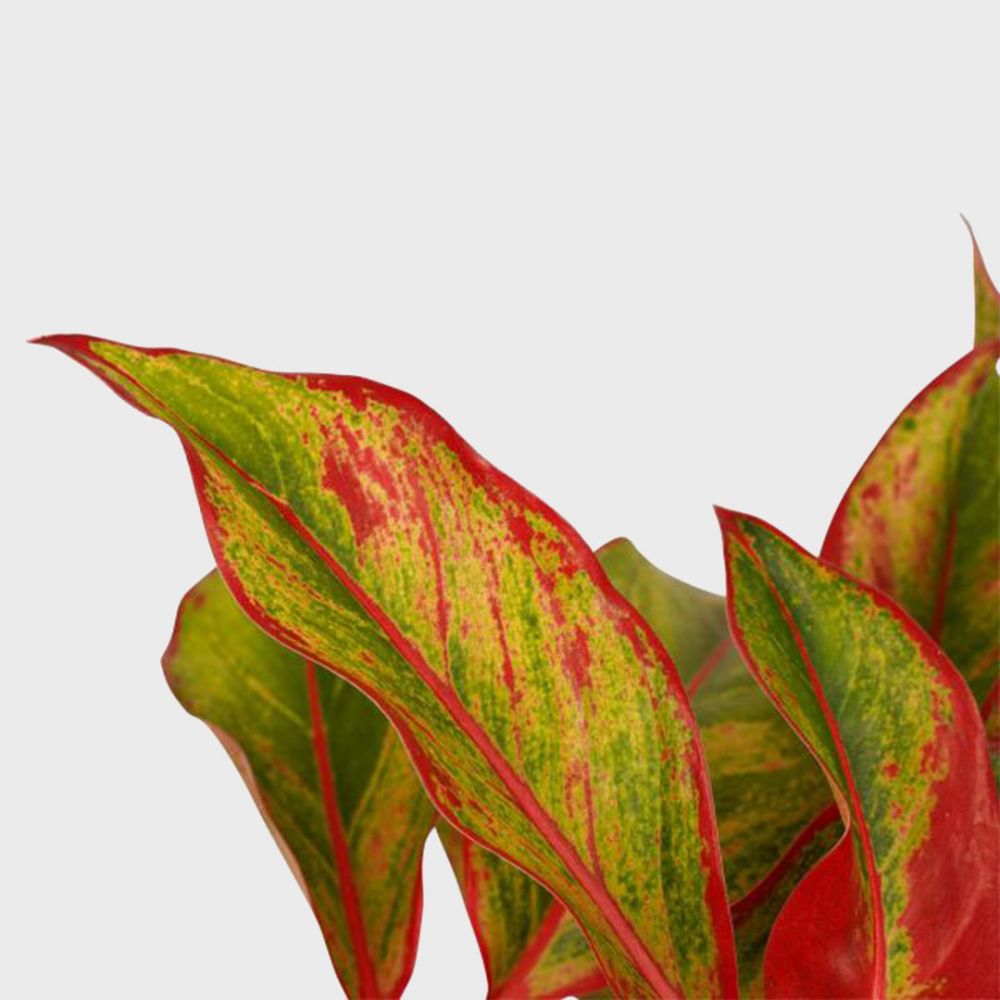 Aglaonema Crete Plant Price in Dubai, UAE - Image 2