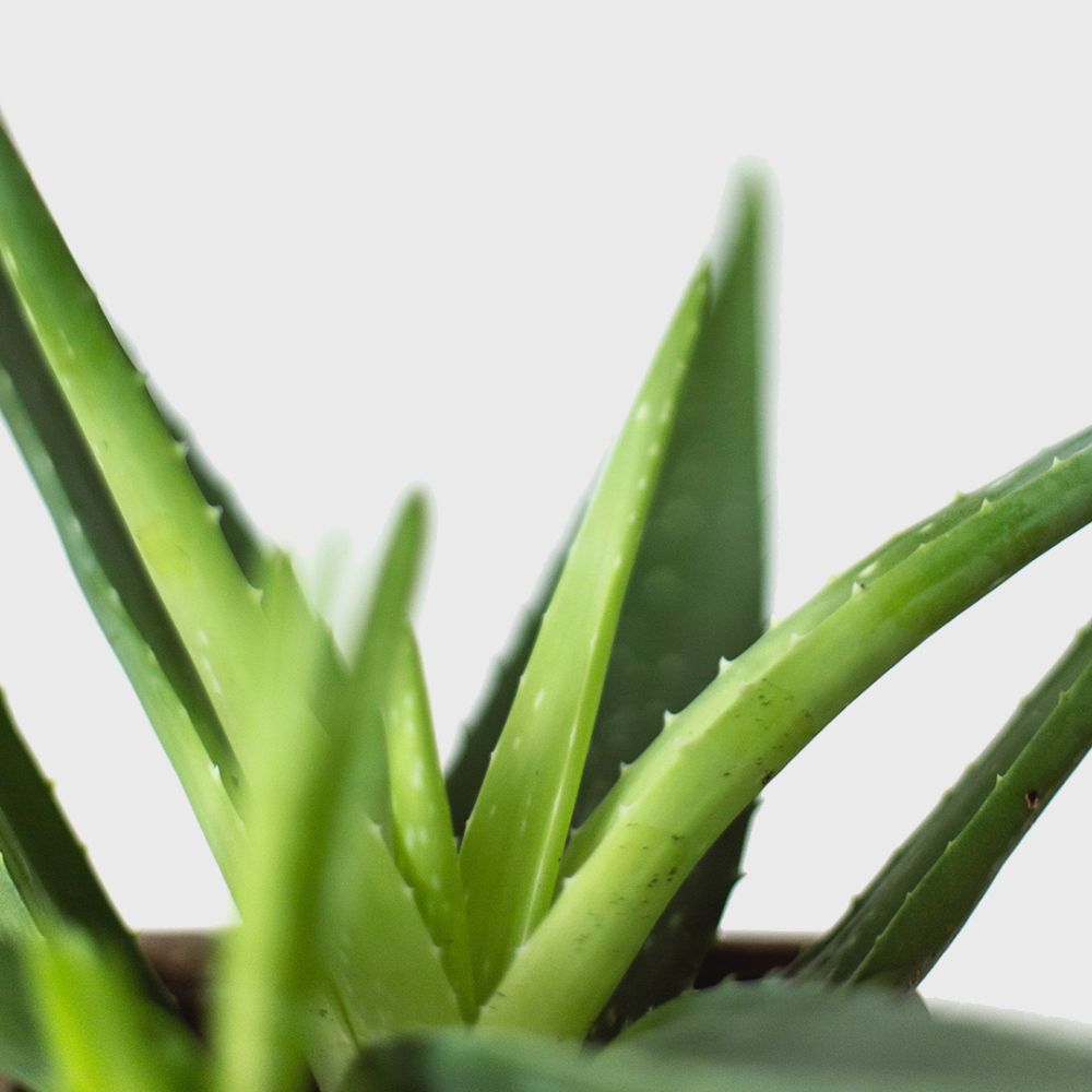 Aloe Vera Plant Price in Dubai, UAE - Image 2