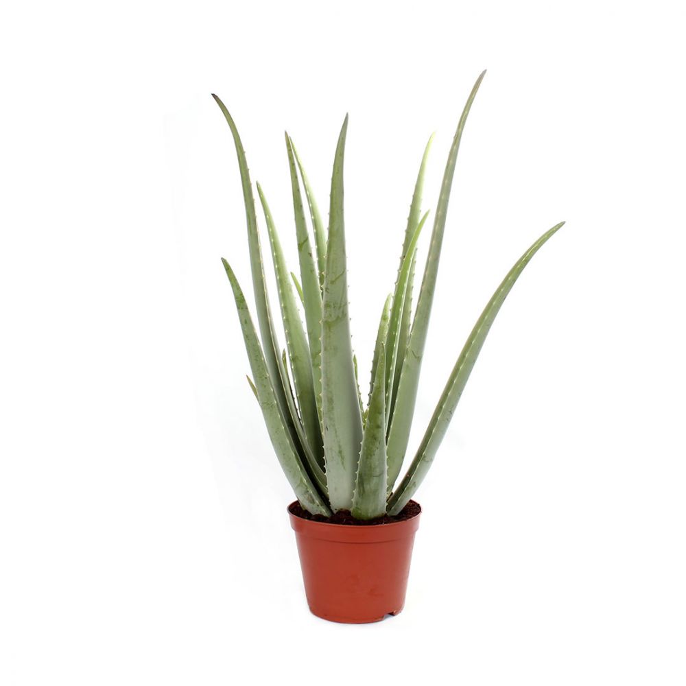 Aloe Vera Plant Price in Dubai, UAE