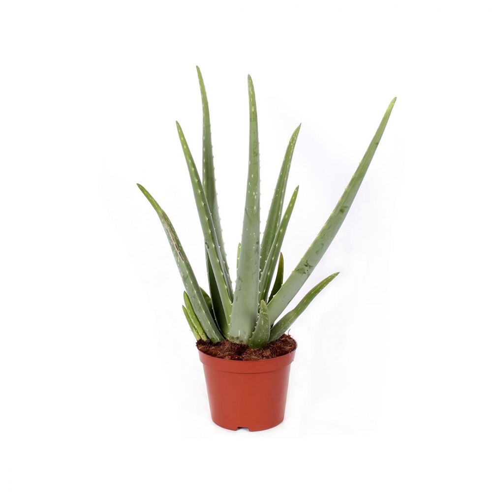 Aloe Vera Plant Price in Dubai, UAE