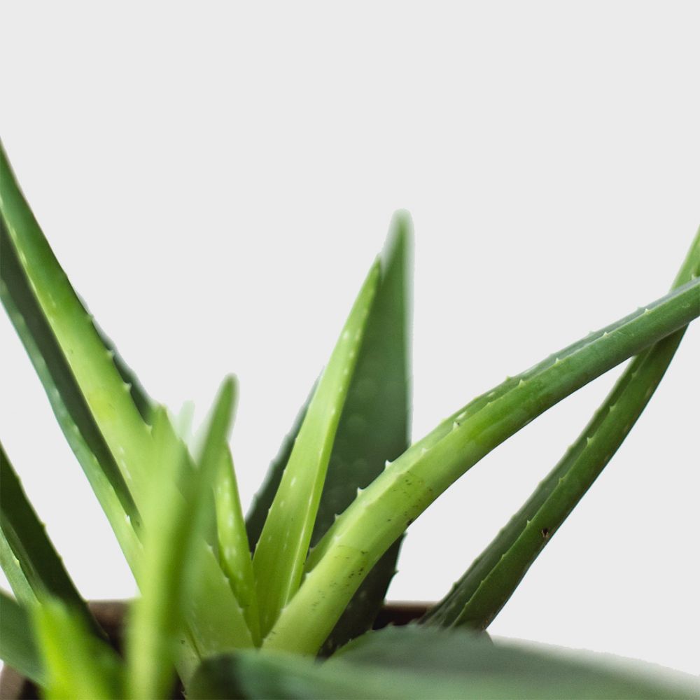 Aloe Vera Plant Price in Dubai, UAE - Image 2
