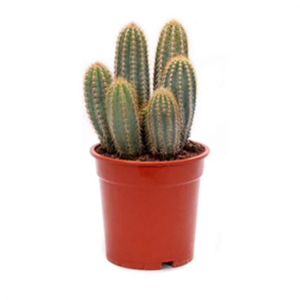Pilosocereus pachycladus Plant Price in Dubai, UAE