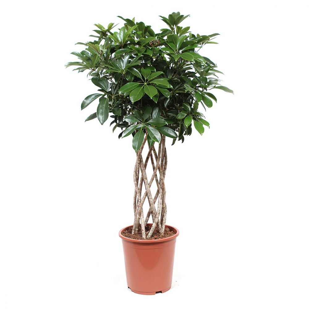 Schefflera Compacta Plant Price in Dubai, UAE