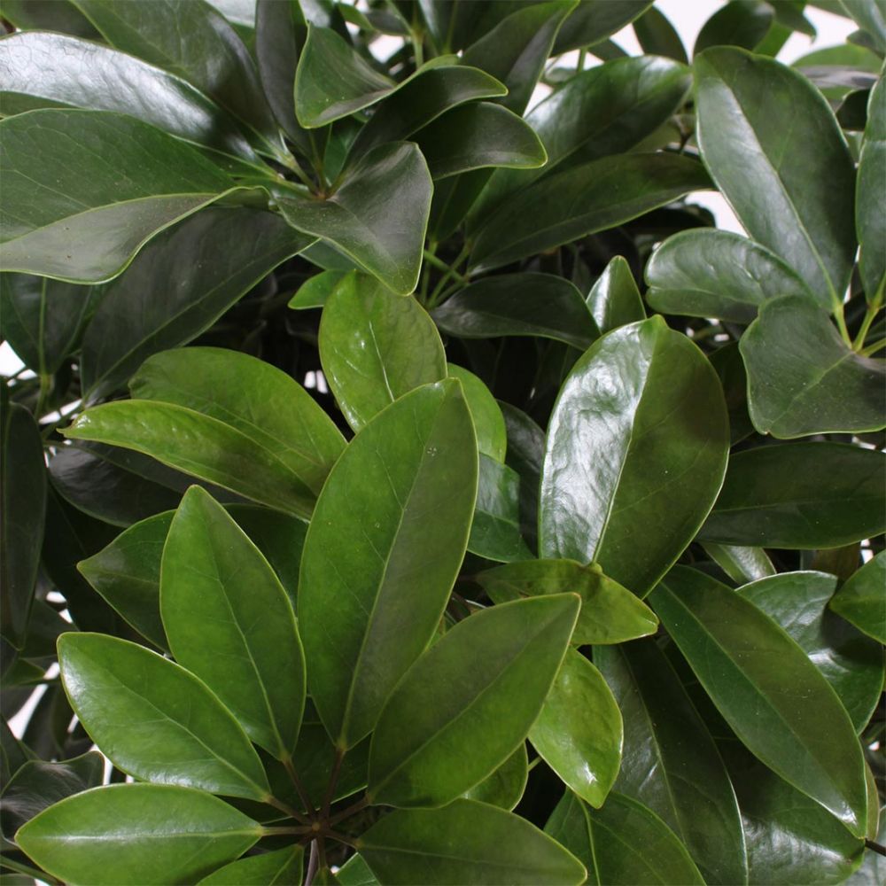 Schefflera Compacta Plant Price in Dubai, UAE - Image 2