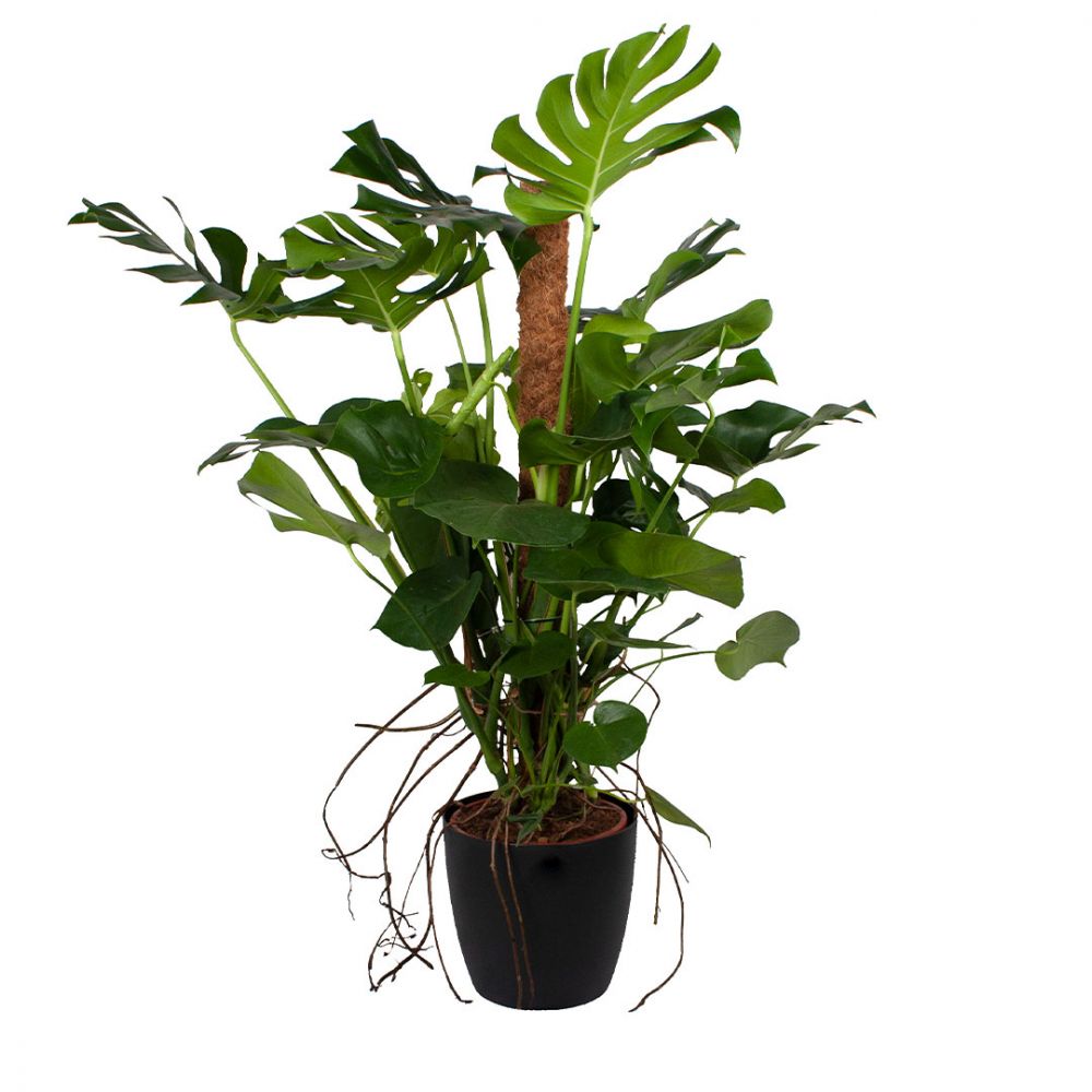 Monstera Deliciosa Plant Price in Dubai, UAE