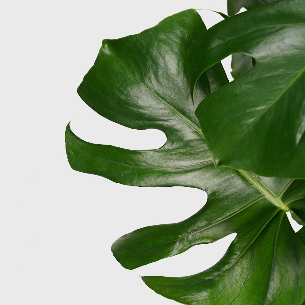 Monstera Deliciosa Plant Price in Dubai, UAE - Image 2