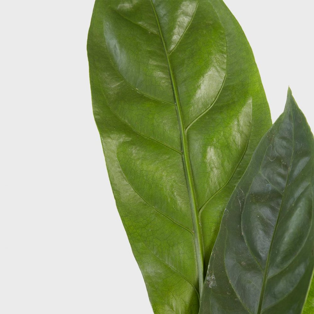 Anthurium Jungle King Plant Price in Dubai, UAE - Image 2
