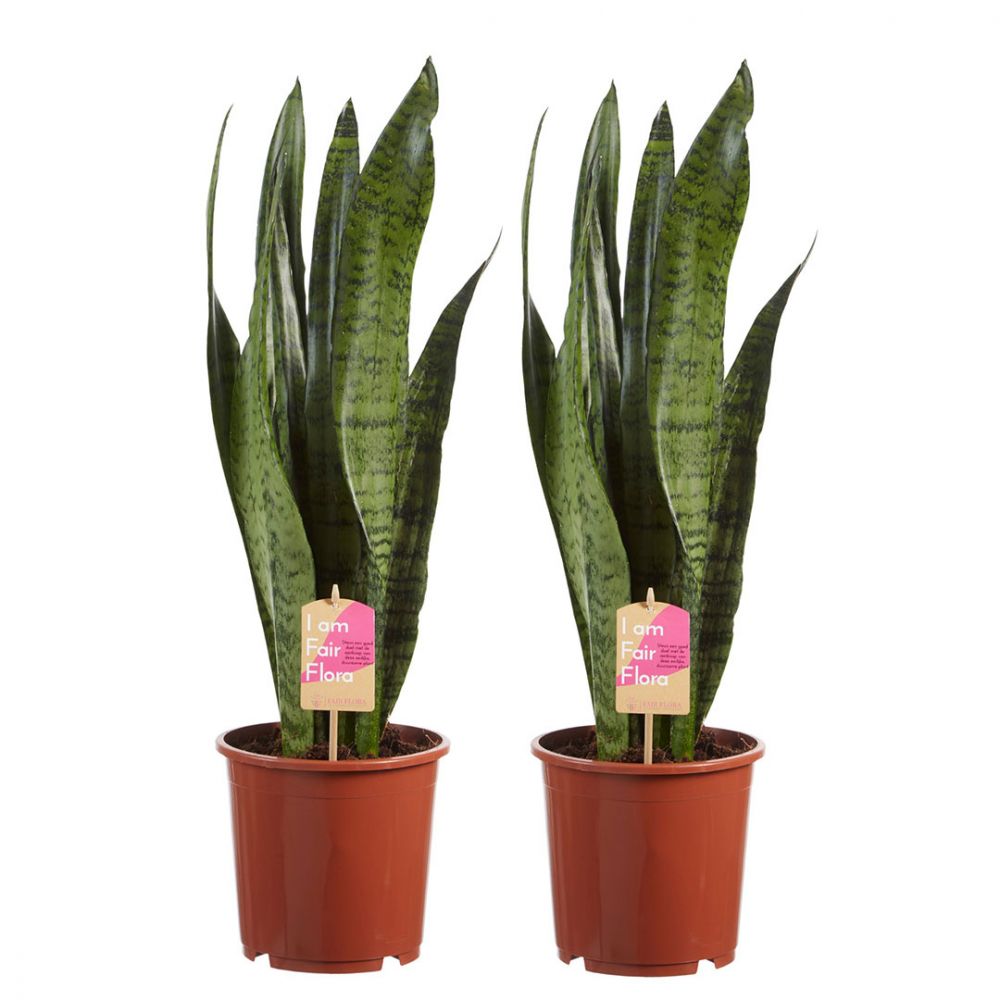 Sansevieria Zeylanica duo Plant Price in Dubai, UAE
