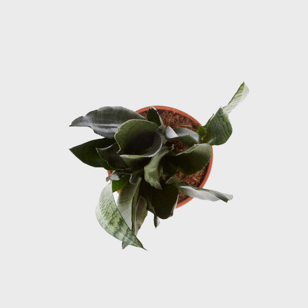Sansevieria Zeylanica duo Plant Price in Dubai, UAE - Image 2