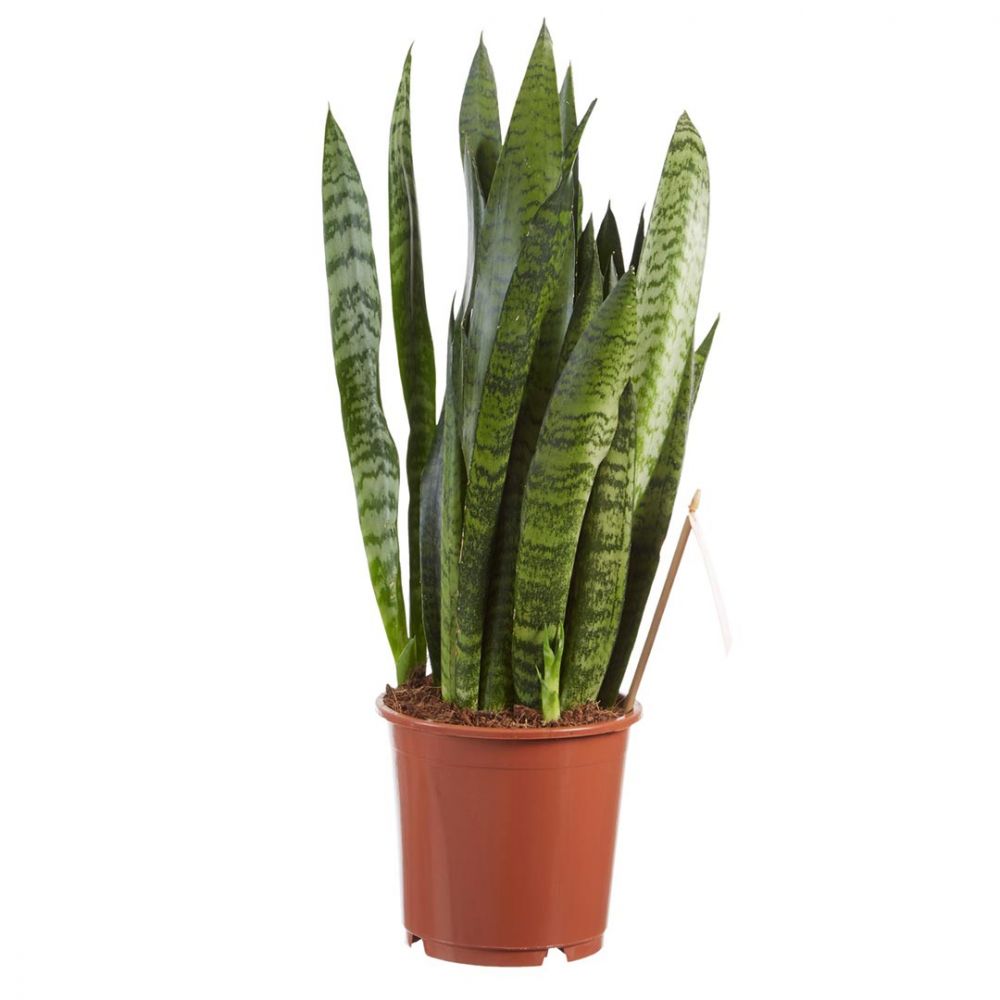 Sansevieria Zeylanica Plant Price in Dubai, UAE